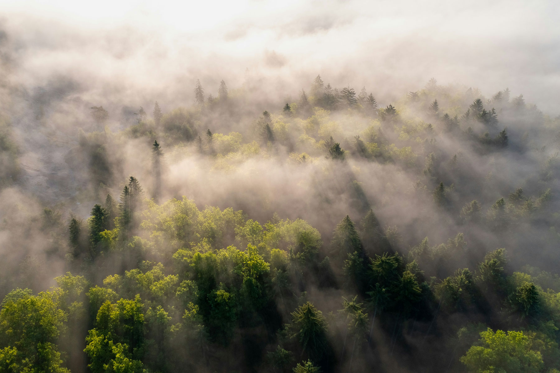 Western Forest Products is a trusted supplier of high-quality wood products, committed to responsible forestry.