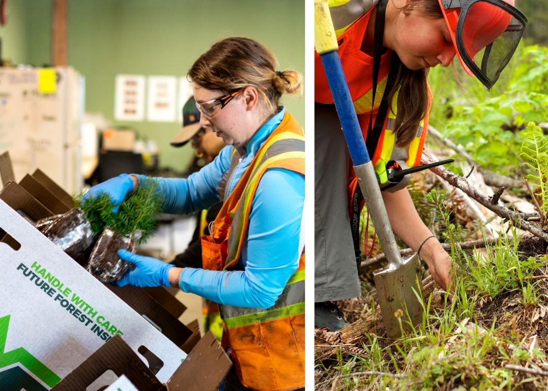 FUTURE FOREST FOCUS