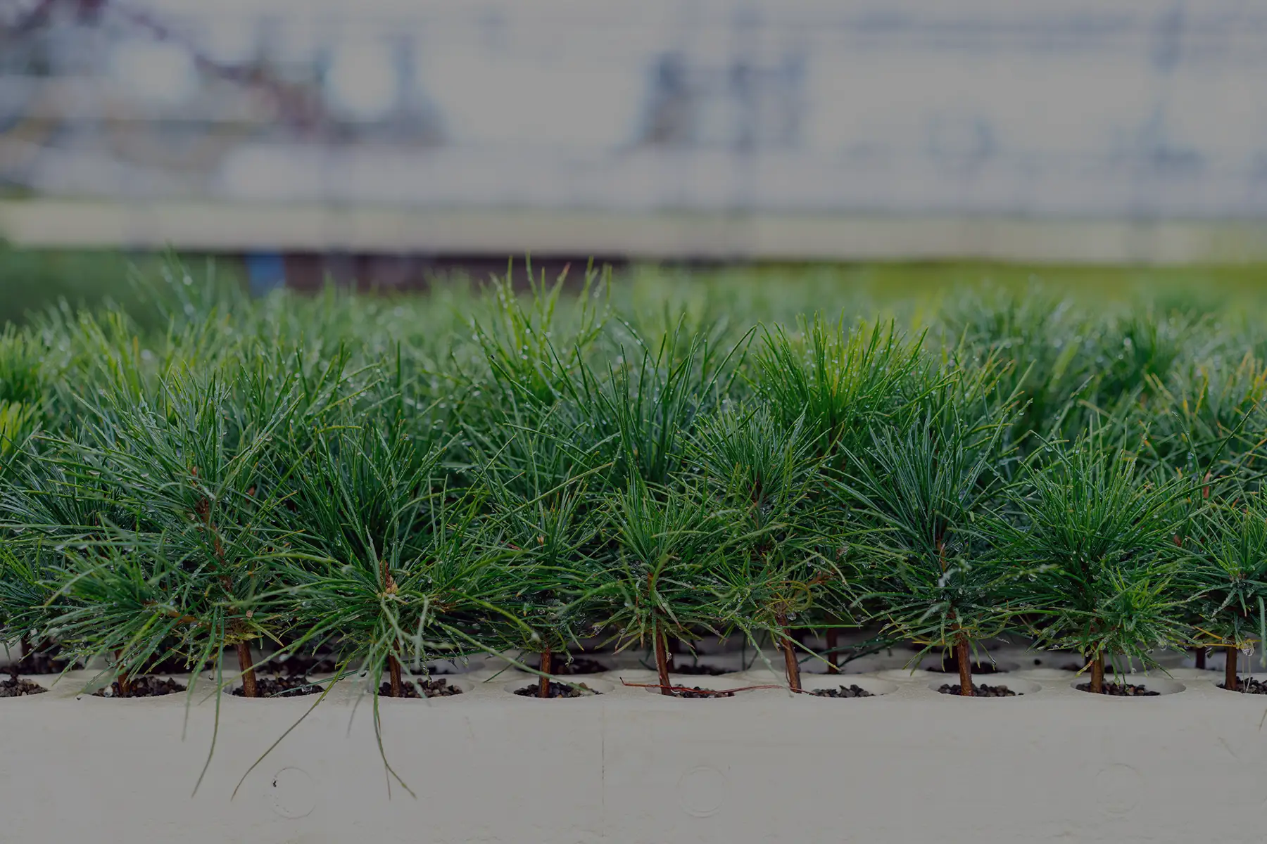 western forest products sustainability
