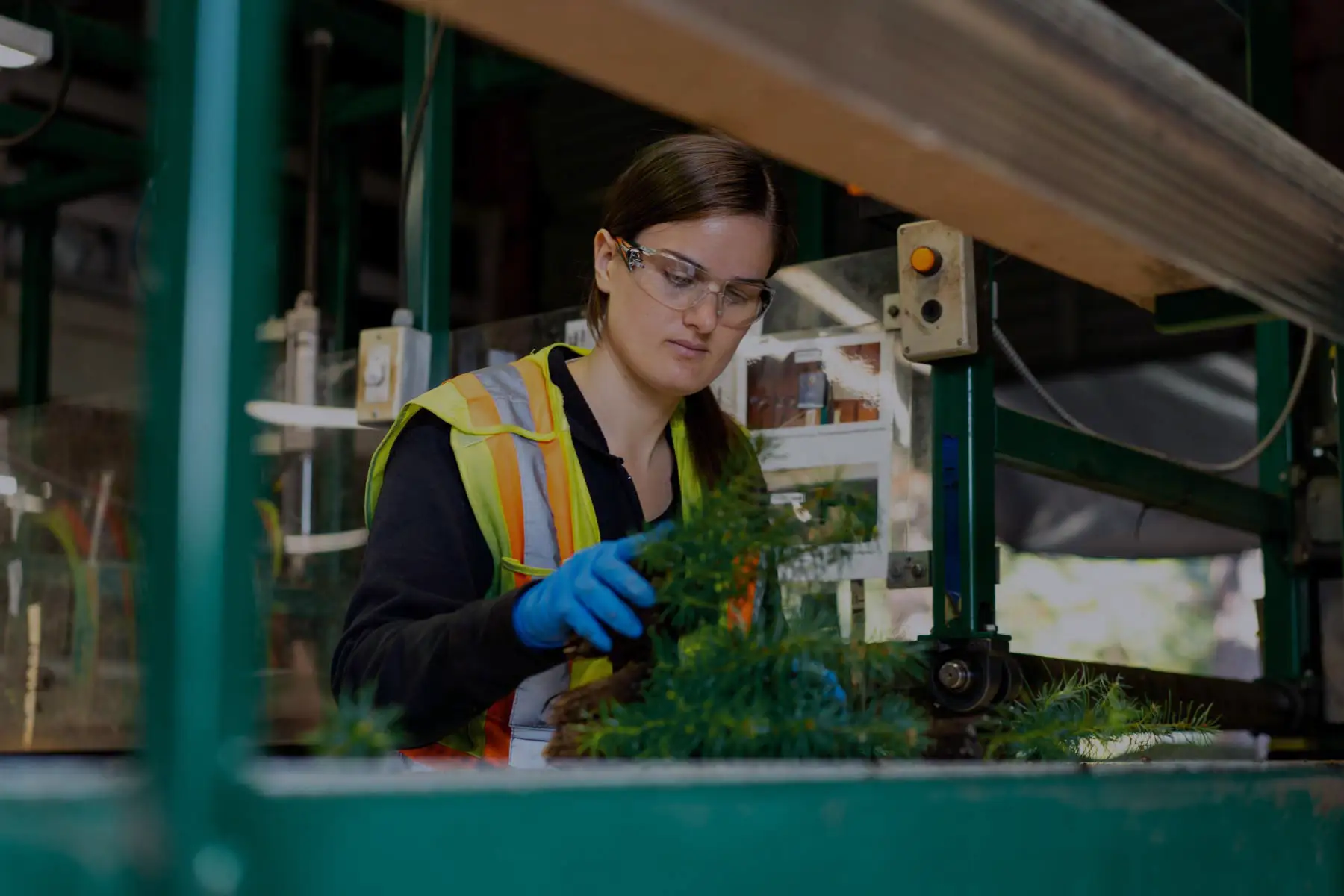 Western Forest Products Careers planting