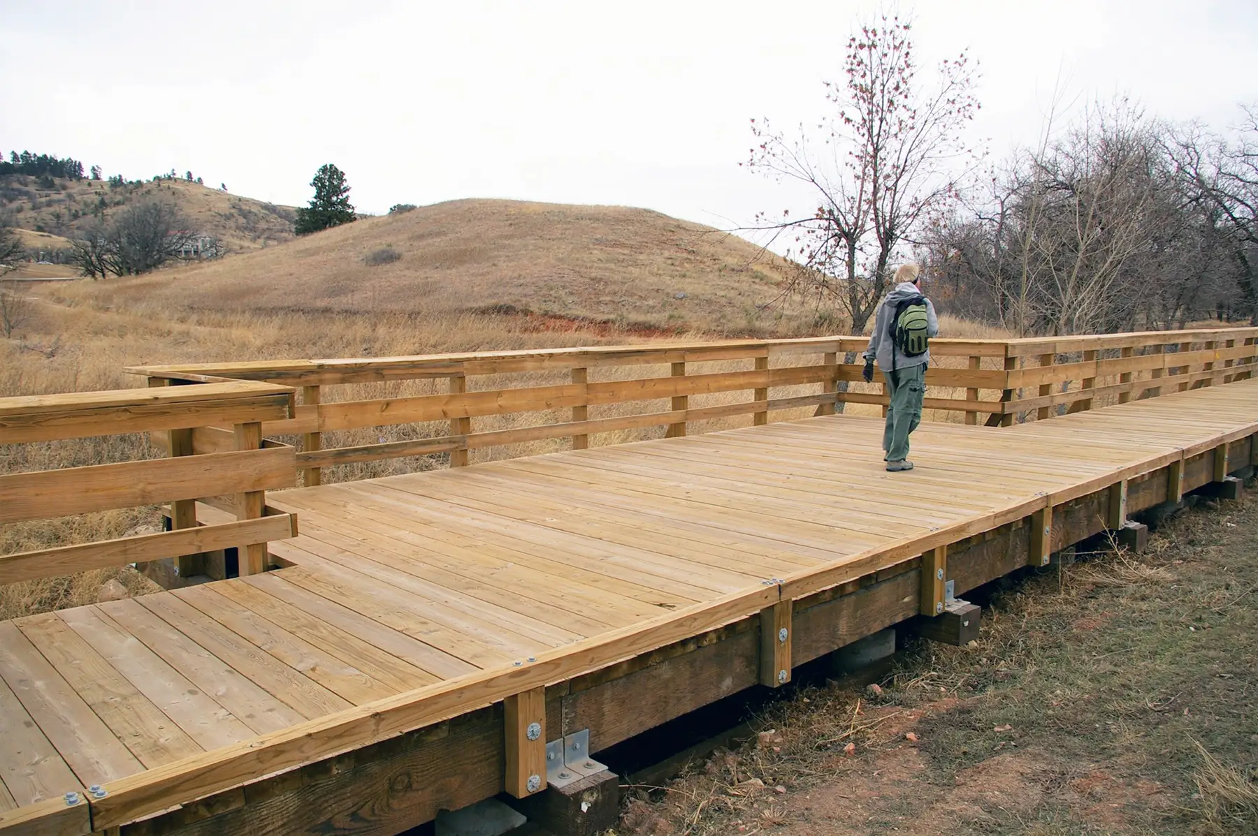 hemlock western forest timbers